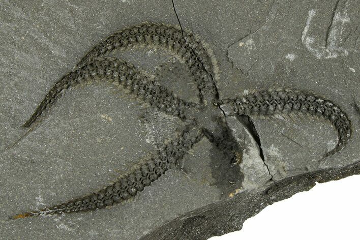 Ordovician Brittle Star (Ophiura) - Morocco #365286